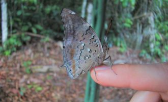 Desmatamento na Amazônia está relacionado com a ausência de cores nas borboletas