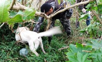 Cão localiza drogas em matagal no Dunas