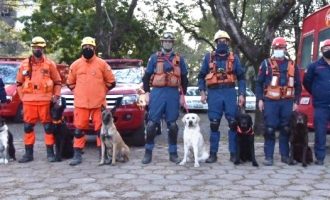 BOMBEIROS DESAPARECIDOS : Cães de Santa Catarina auxiliam nas ações de resgate