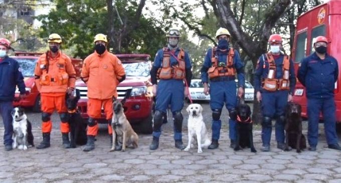 BOMBEIROS DESAPARECIDOS : Cães de Santa Catarina auxiliam nas ações de resgate