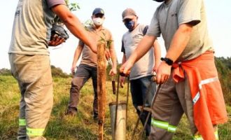 Zona Rural recebe plantio de eucalipto para manutenção de pontes