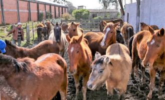Hospedaria de Grandes Animais conta com 19 cavalos disponíveis para adoção, exclusivamente, por produtores rurais