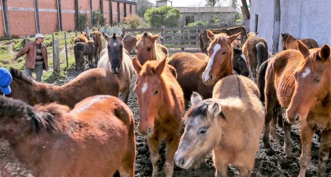 Hospedaria de Grandes Animais conta com 19 cavalos disponíveis para adoção, exclusivamente, por produtores rurais