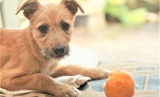 SOS Animais promove Feira de Adoção de Cães e Gatos neste domingo