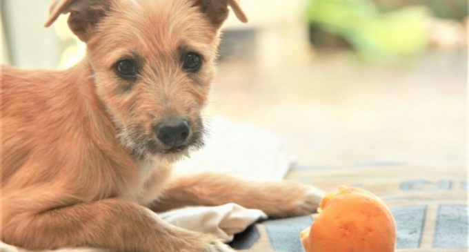 SOS Animais promove Feira de Adoção de Cães e Gatos neste domingo