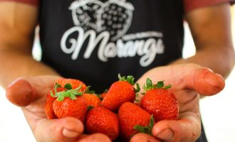 Feira do Morango comercializa mais de 2 toneladas em uma semana