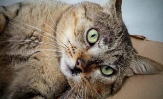 ADOTE : Gatil Municipal tem dois felinos para doação imediata