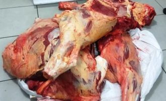 ABIGEATO : Apreensão de 150 kg de carne em Pelotas