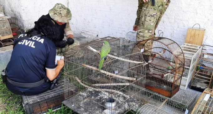 POLÍCIA CIVIL  : Operação resgata 130 aves silvestres,  prende criminosos e recolhe 9 armas