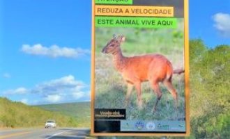 Preservação de espécies é alvo de campanha da UFPel e da Ecosul