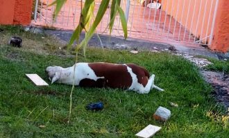 Cães da raça Pitbull atacam  jovem e homem no Fragata