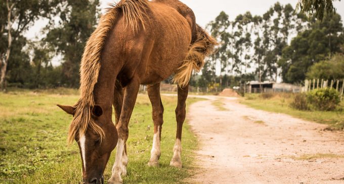 12 equinos para doação na hospedaria