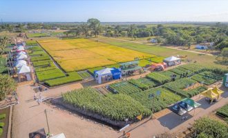COLHEITA DO ARROZ  : Cenários da economia serão tema do painel de Abertura