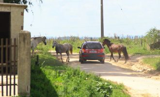 Prefeitura tem plantão 24 horas para recolhimento de cavalos soltos