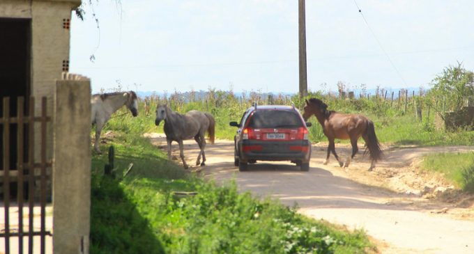 Prefeitura tem plantão 24 horas para recolhimento de cavalos soltos