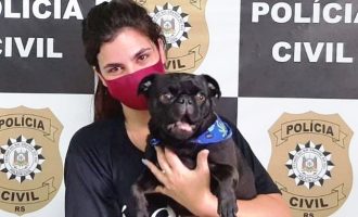 Cachorro furtado é recuperado e devolvido ao dono