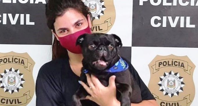 Cachorro furtado é recuperado e devolvido ao dono