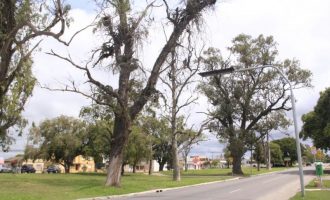 Árvores condenadas na avenida Duque são suprimidas
