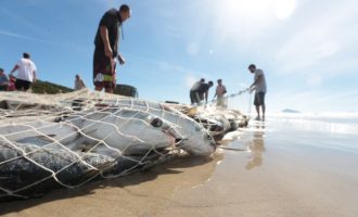 JUSTIÇA : Liminar proíbe a pesca de arrasto no litoral gaúcho