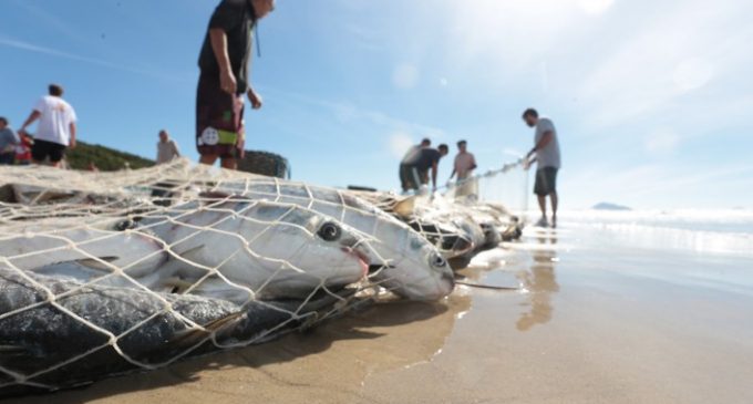 JUSTIÇA : Liminar proíbe a pesca de arrasto no litoral gaúcho