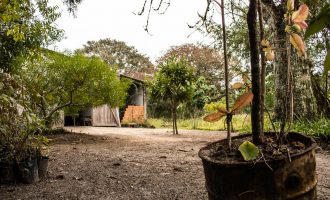 Doação de mudas do Horto Municipal