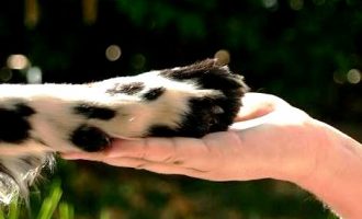 PROTEÇÃO ANIMAL :  Grupo entrega manifesto com  reivindicações à prefeita Paula