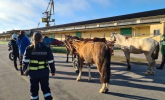 Fiscalização contra maus-tratos é realizada em Pelotas
