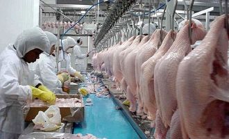 Exportações de carne de frango crescem 8,8% em junho