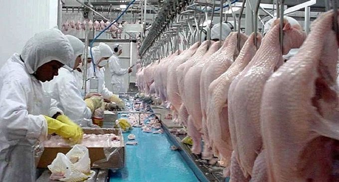 Exportações de carne de frango crescem 8,8% em junho