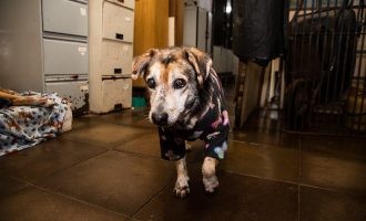 Canil e Gatil municipais têm 49 animais para adoção