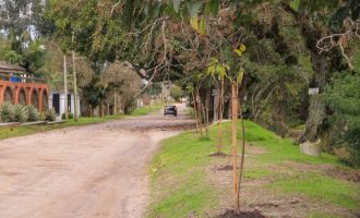 Município inicia revitalização da paisagem verde