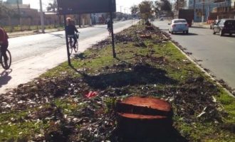 Prefeitura realiza supressão de árvores com risco de queda na Domingos de Almeida