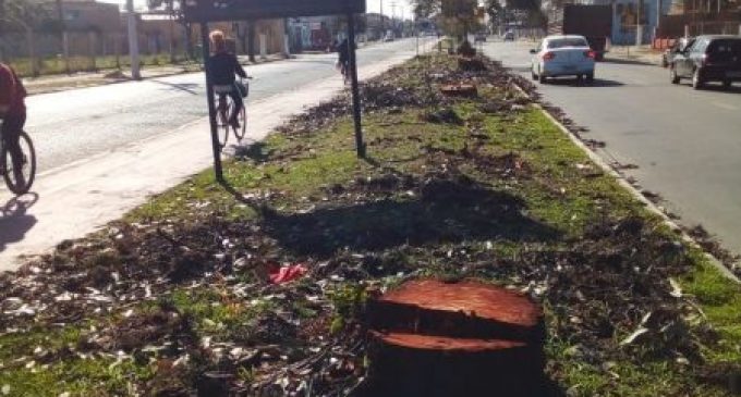 Prefeitura realiza supressão de árvores com risco de queda na Domingos de Almeida