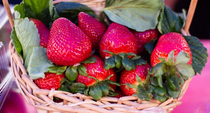 Saiba como chegar e o que vai encontrar na Festa do Morango