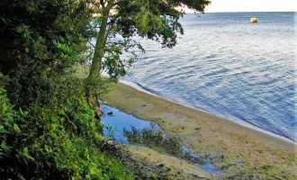 Mata do Totó receberá 200 mudas para reflorestamento