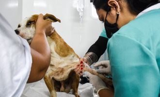 Mais de mil castrações de animais foram realizadas em três meses em Pelotas