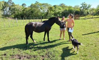 Hospedaria Municipal de Animais tem 14 equinos para doação