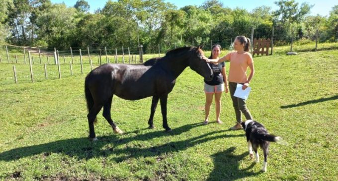 Hospedaria Municipal de Animais tem 14 equinos para doação