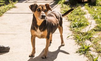 Prefeitura promove evento contra o abandono de animais