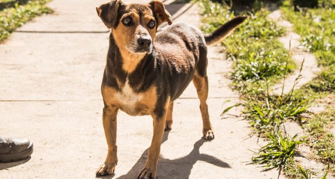 Prefeitura promove evento contra o abandono de animais