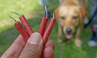 Fogos de artifício: veterinário explica como proteger os animais durante as comemorações