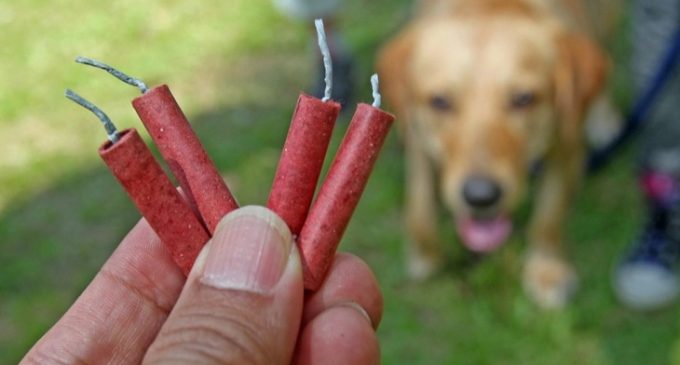 Fogos de artifício: veterinário explica como proteger os animais durante as comemorações