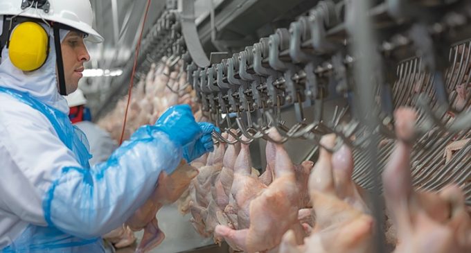 Embarques de carne de frango do RS aumentam 20% em novembro
