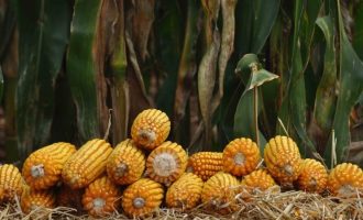 Anistia para os produtores que adquiriram sementes no Programa Troca-Troca é publicada no Diário Oficial