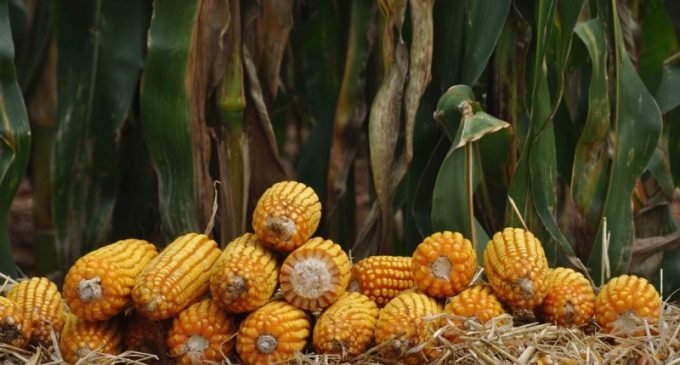 Anistia para os produtores que adquiriram sementes no Programa Troca-Troca é publicada no Diário Oficial