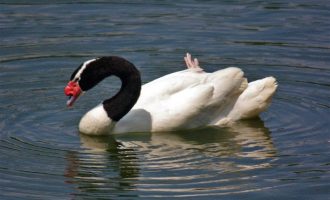 Rio Grande do Sul registra primeiro foco de influenza aviária em aves silvestres