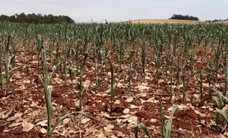 Fórum de Agricultura Familiar da Região Sul debate impactos da estiagem na região