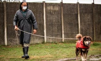 Campanha garantiu novos lares para 22 cães do canil