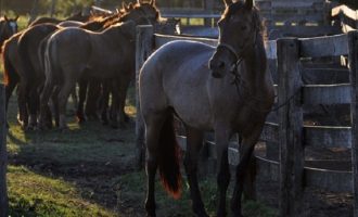 Mormo: exame para movimentação de equídeos não é mais obrigatório no RS