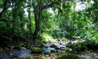 Aquecimento global: pesquisa da UFPel investigará avanço da Floresta Atlântica rumo ao Sul